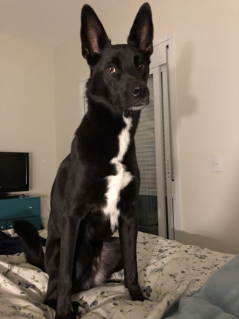 Bruce, o cão que inspirou a Forever Boo